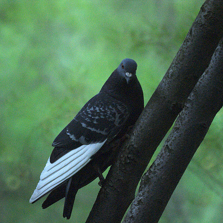 pretending to be a woodpecker
