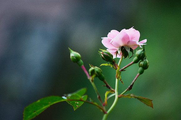 the force that through the green fuse drives the bokeh