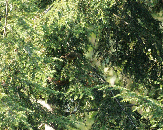 Red Crossbills, Central Park