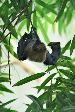 Fruitbat, Central Park Zoo