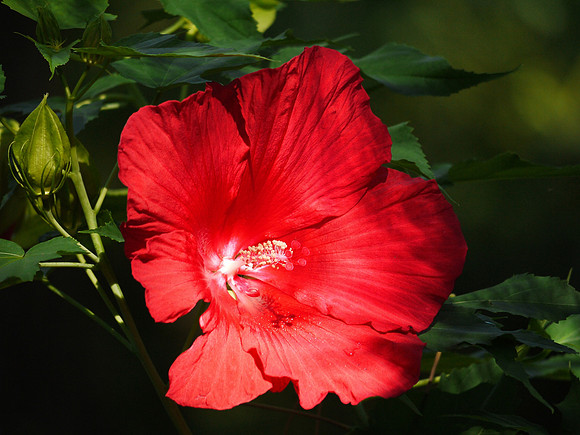 Hibiscus, Shakespeare Garden, Central Park