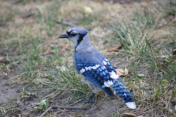 a smart-looking little corvid
