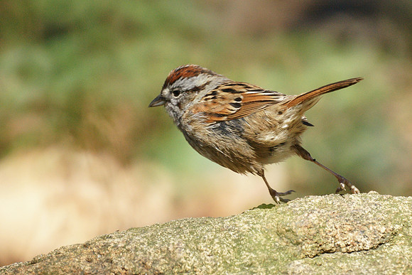 Sparrow on the move