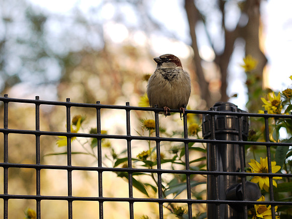 Sparrow, Union Square Park