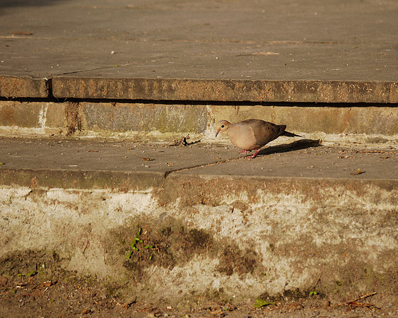 Mourning Dove, Turtle Pond