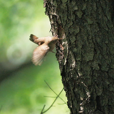 House Wren, Central Park