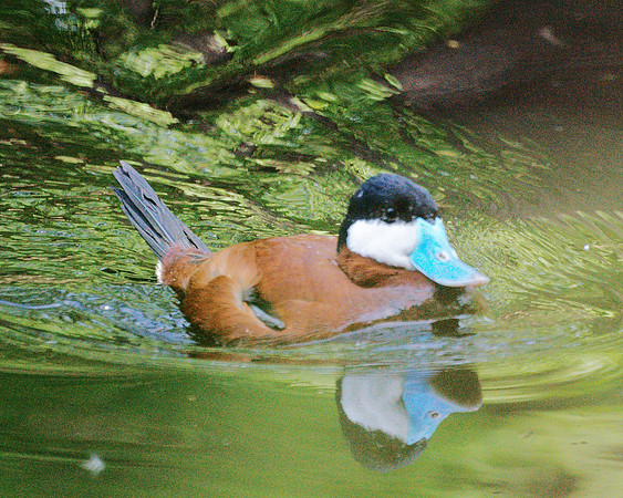 Ruddy Duck, Bronx Zoo