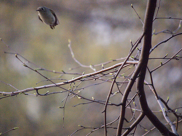 Ruby-Crowned Kinglet launch
