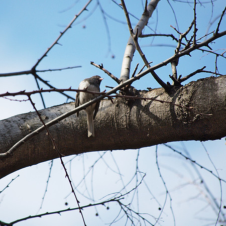 Junco