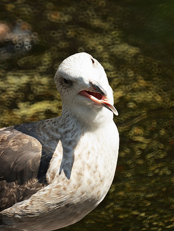 Gull, Central Park Zoo
