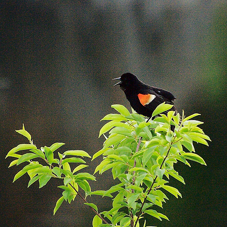 Red-Winged Blackbird
