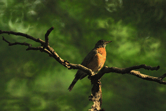 Robin in the light