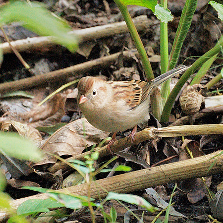 Field Sparrow, Central Park