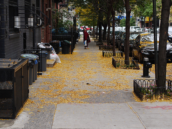 Fallen leaves, Yorkville