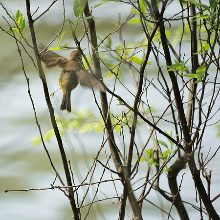 Palm Warbler, Central Park