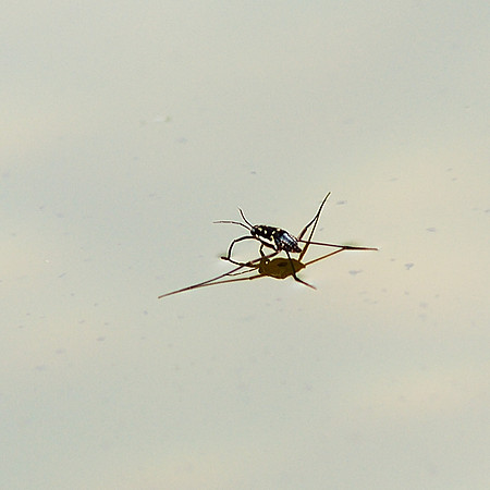 Water Strider, Surface Tension