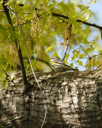 Yellow-Rumped Warbler, Central Park