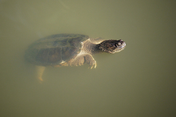 Turtle, Central Park Lake