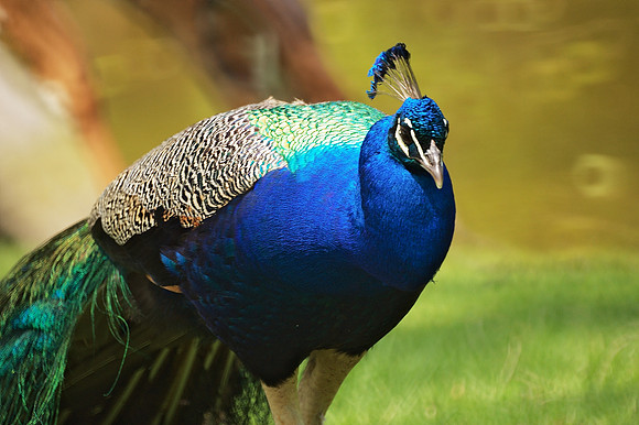 Peacock, Bronx Zoo