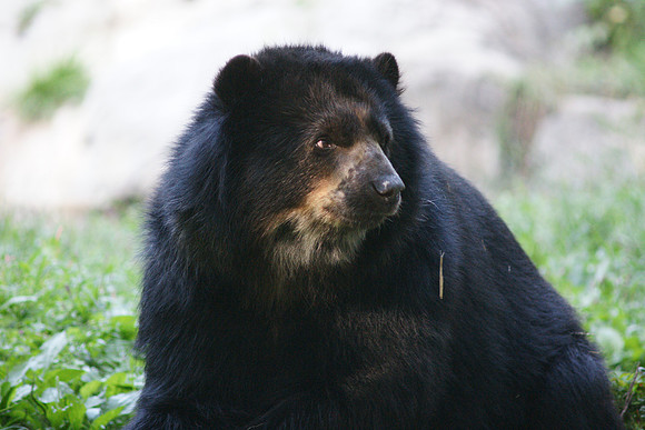 Spectacled Bear, Queens Zoo