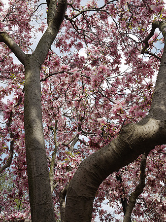 Magnolia
