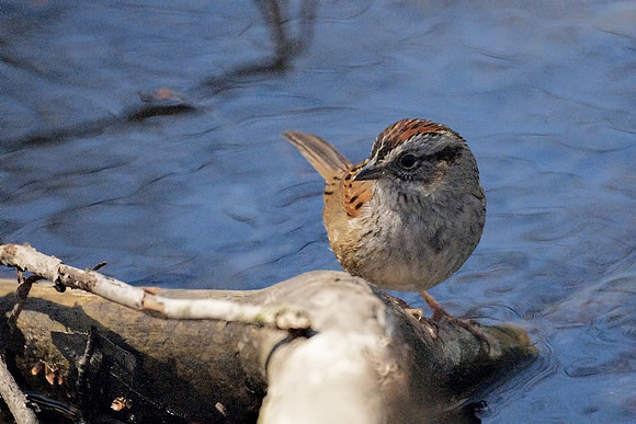 Swamp Sparrow, Central Park