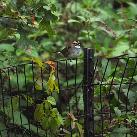 White-Throated Sparrow, Central Park