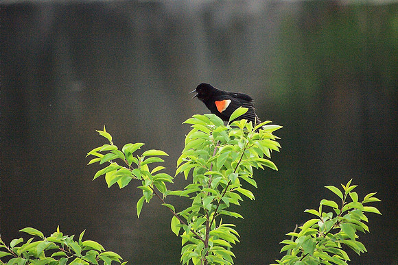the blackbird is involved