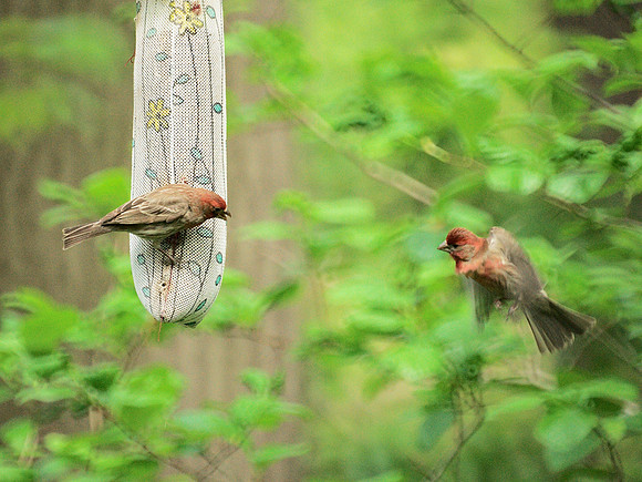 Disputatious House Finches, Central Park