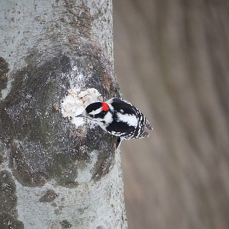 Downy Woodpecker, Central Park