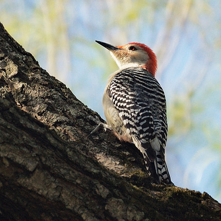 Red-Bellied Woodpecker, NY Botanical Garden