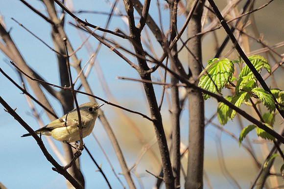 Ruby-Crowned Kinglet, Central Park