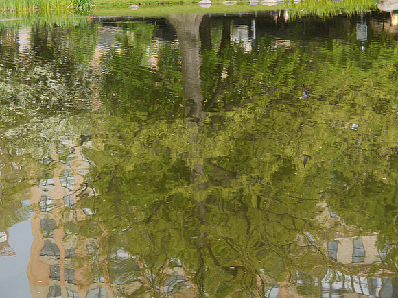 Harlem Meer, reflections and swallow