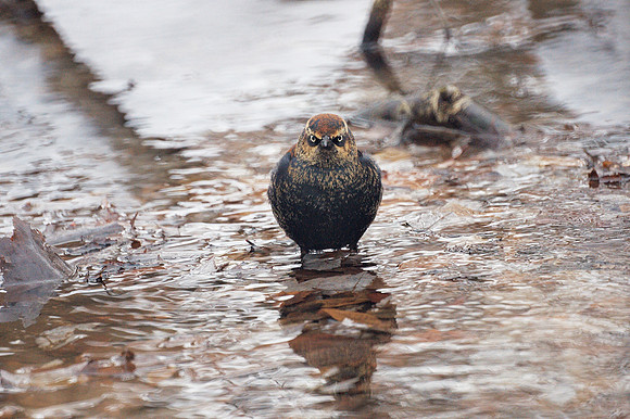 Rusty Backbird, Central Park
