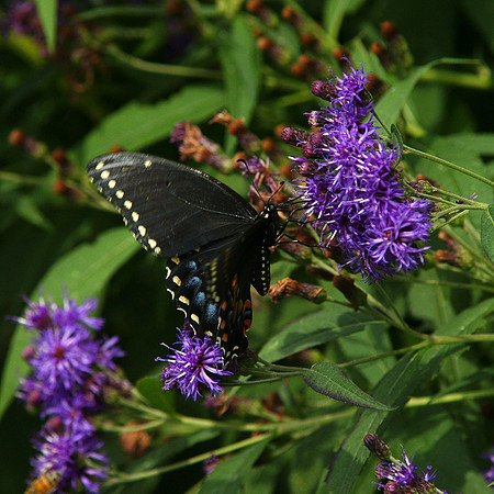 Black Swallowtail, Brooklyn Botanic Garden