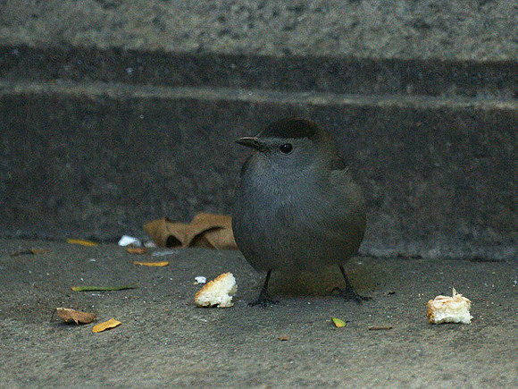 Catbird, Bryant Park