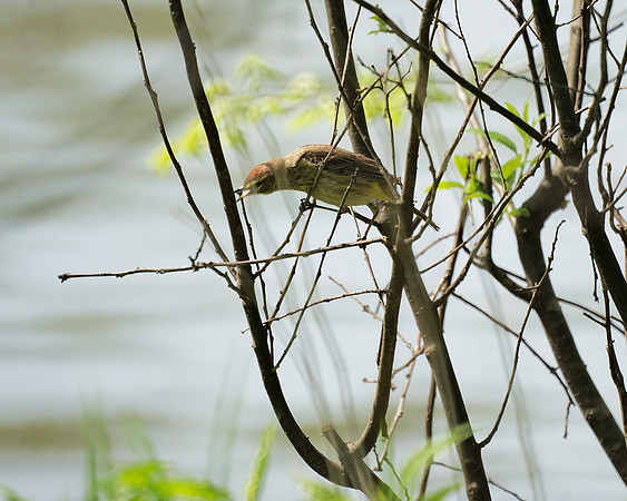 Palm Warbler, Central Park