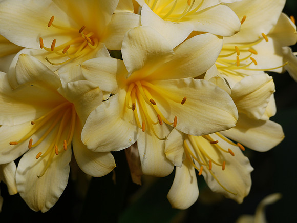 Yellow Clivia