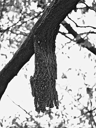 tree bark, Central Park
