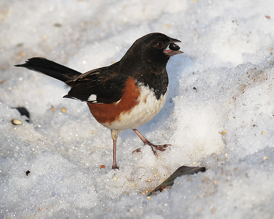 Rufous-Sided Towhee, Central Park