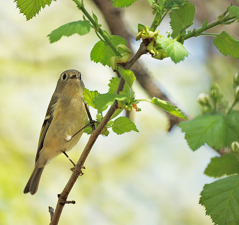 Ruby-Crowned Kinglet, Central Park