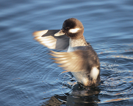 Bufflehead, Central Park Reservoir