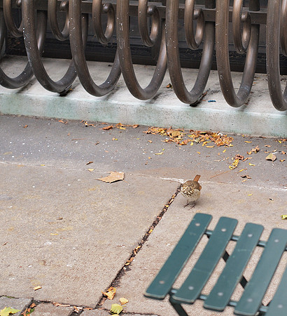 Composition with Hermit Thrush, Bryant Park