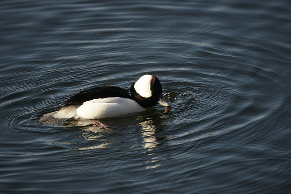 Bufflehead subduing a crawfish, Central Park Reservoir