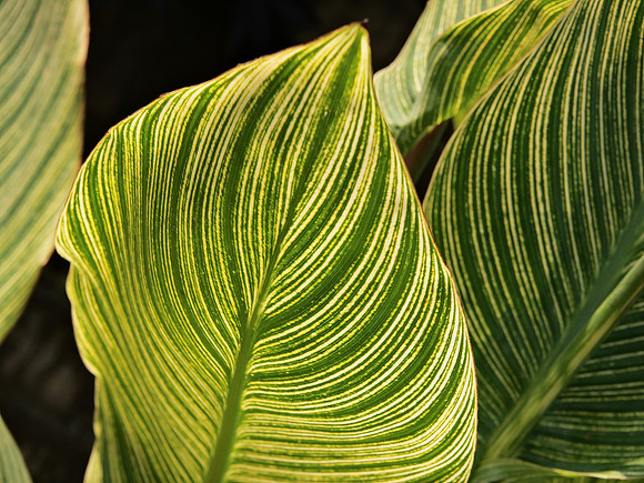 Leaves