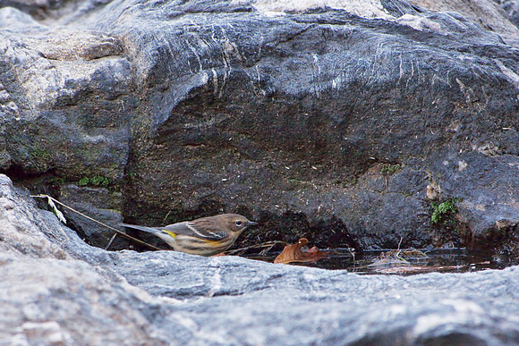 Yellow-rumped Warbler, Cedar Hill, Central Park