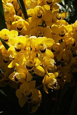 Blc. Goldenzelle "Lemon Chiffon"