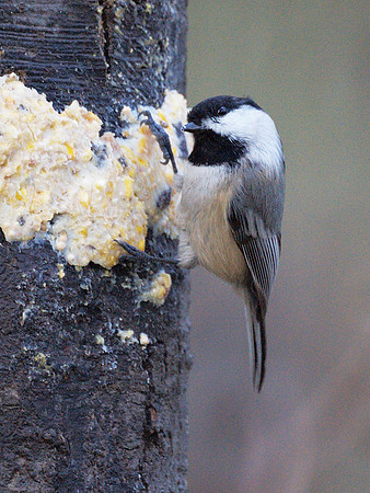 Black-Capped Chickadee, Central Park
