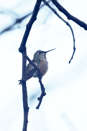 Rufous Hummingbird, Central Park