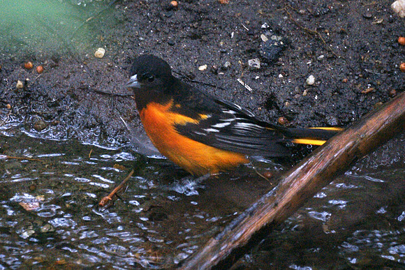 Baltimore Oriole, Central Park